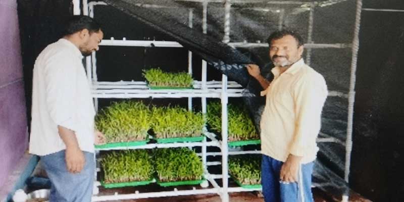 The solar-powered hydroponics system is a sustainable and cost-effective method for growing high-quality fodder