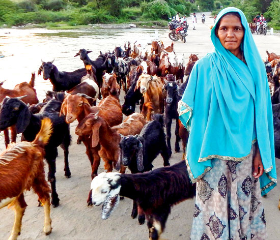 Somi bai with her herd of goats in Gordhanpura village, Pali district, Rajasthan