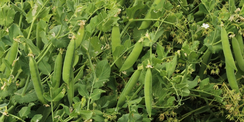 Plants bearing green peas