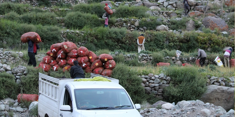 The produce of green peas ready to be marketed by the Vegetable FPO