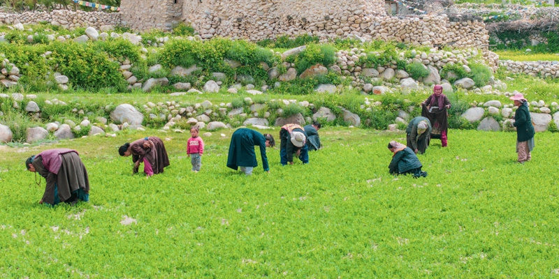 Farmers engaged in weeding of green pea field in Kyungyam of Rong valley