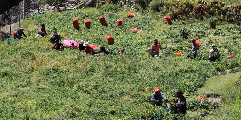 Harvesting of green peas in Kungyam village by engaging labourers
