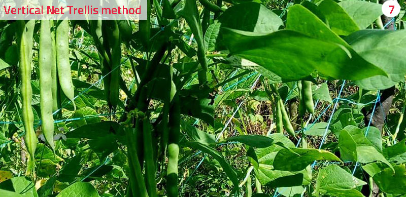 The net trellis system encourages healthier and disease-free beans