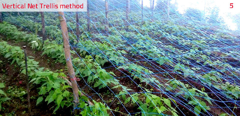 The net support system reduces the number of stakes