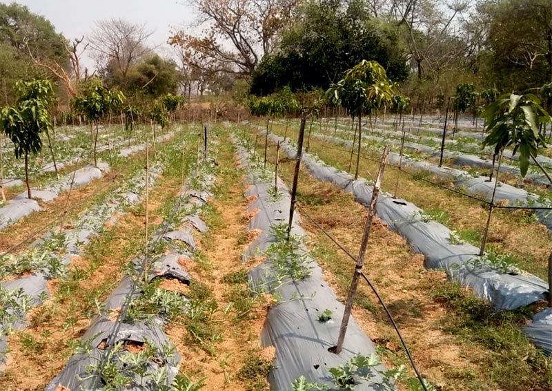 Watermelon cultivation in Murhu, Jharkhand