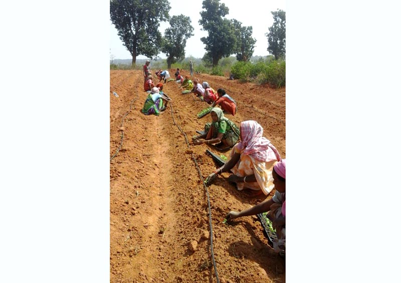 Watermelon cultivation in Murhu, Jharkhand