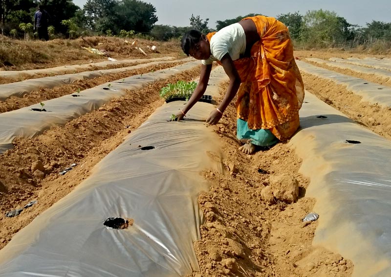 Watermelon cultivation in Murhu, Jharkhand