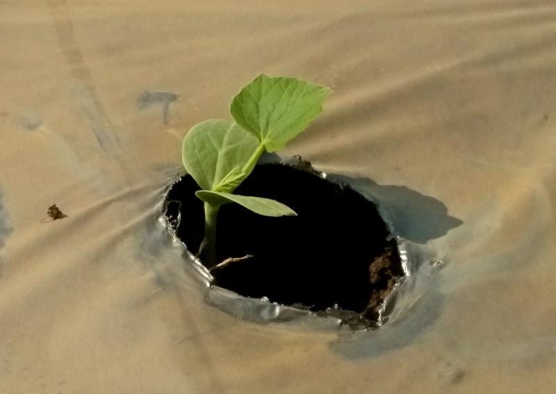 Watermelon cultivation in Murhu, Jharkhand