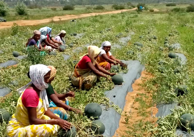 Watermelon cultivation in Murhu, Jharkhand