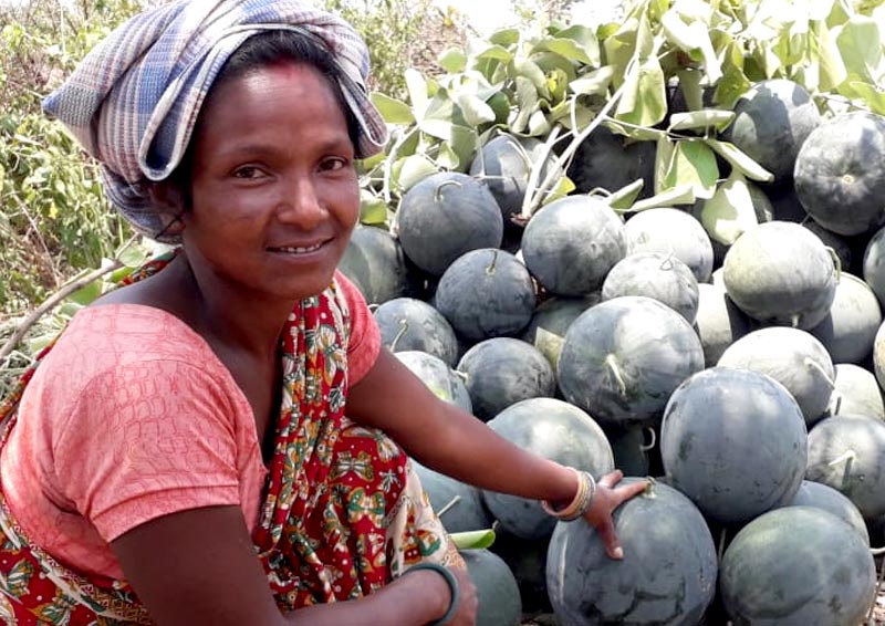 Watermelon cultivation in Murhu, Jharkhand