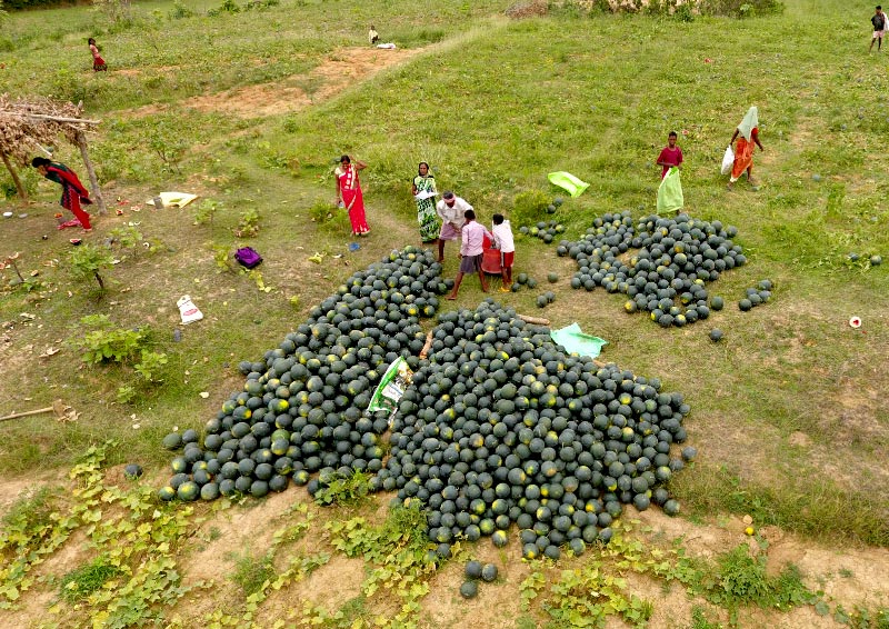 Watermelon cultivation in Murhu, Jharkhand