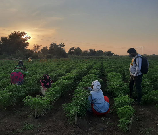 Women picking vegetables Women picking vegetables