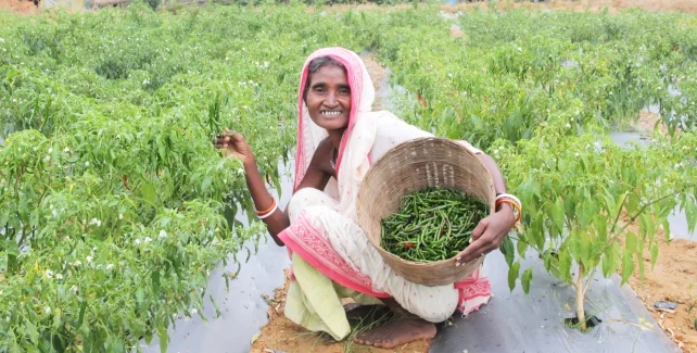 Enabling Tribal Households to Achieve Sustainable Income Growth illustration