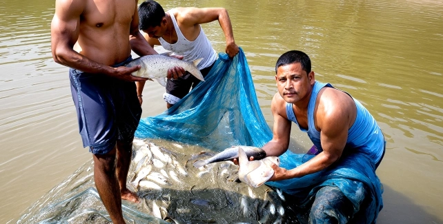 Boosting the Income of Marginalised Fish Farmers illustration