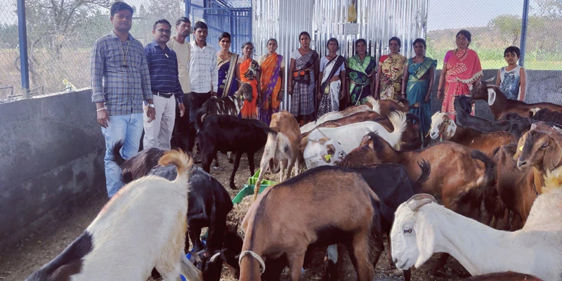 The SBI Mahila Bachat SHG and their goat enterprise.