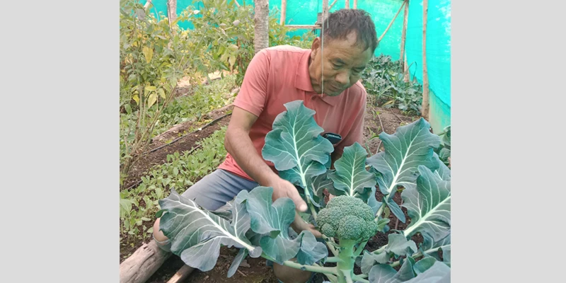 Ayenmongba with his nursery-raised high quality broccoli.