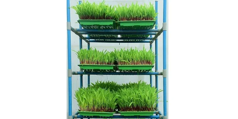 Farmers growing maize using the hydroponics method.
