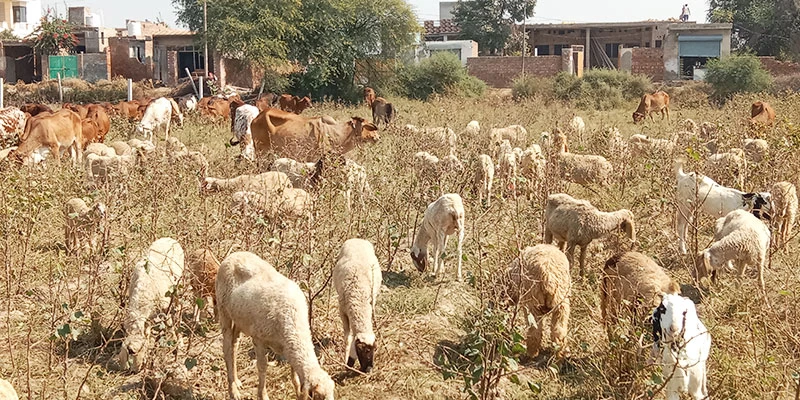  Reduced green bolls due to cattle grazing leads to decreased carryover