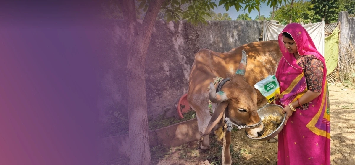 Hope Springs Anew For Marginal Dairy Farmers With Asha