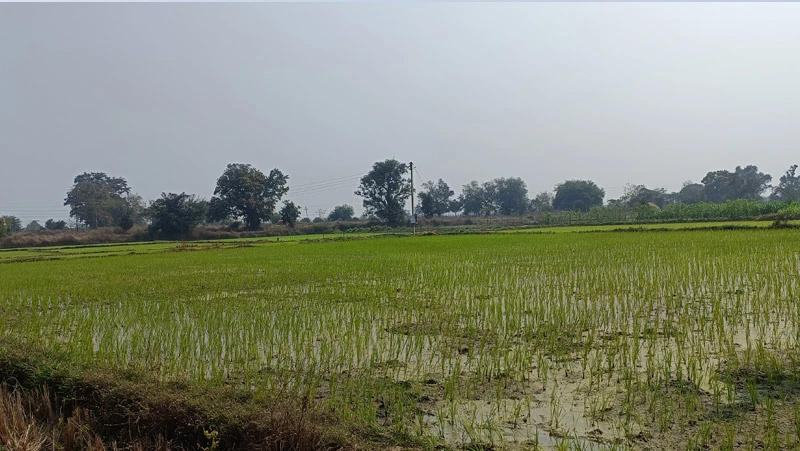 A post-intervention photograph of the rabi crop in the command area (downstream) of the Peth Tukum tank.