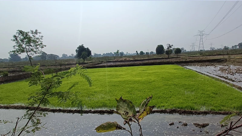A post-intervention photograph of the rabi crop in the command area (downstream) of the Peth Tukum tank.