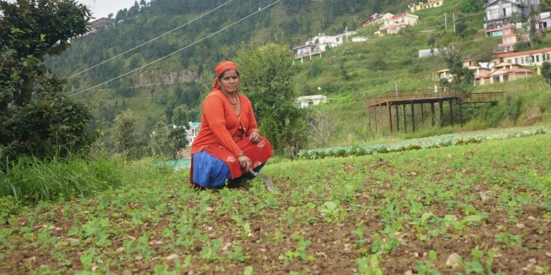 Reena Devi tending to her crop using improved cultivation practices.
