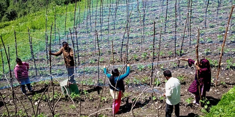 Implementing a net trellis system involves erecting vertical nets supported by wooden poles.