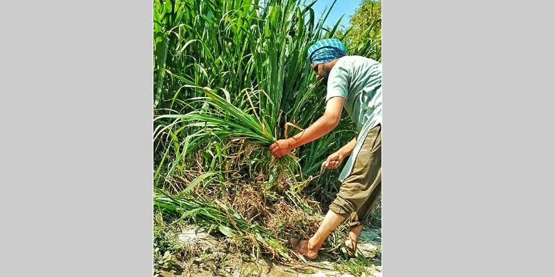 Hardeep Singh Brar grows wheat and paddy in his field.