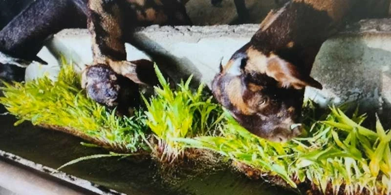  Goats consuming fodder grown using the hydroponics method have been reported to gain weight faster and have a lower susceptibility to disease.