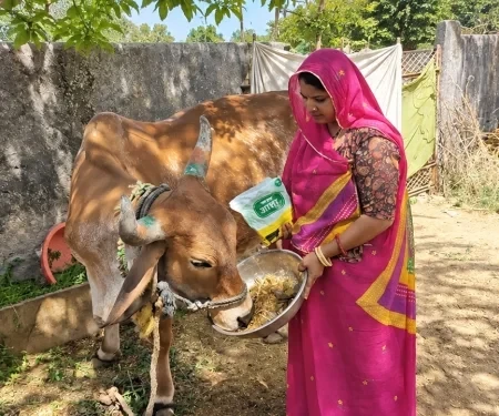 Hope Springs Anew For Marginal Dairy Farmers With Asha