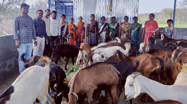Women SHGs earn through goat rearing