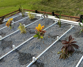 Soil Bio-Technology – piloting a sustainable wastewater management technique