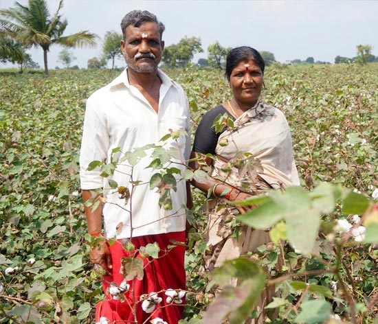Integrated pest management has helped cotton farmers in Tamil Nadu to save their crops and generate Integrated pest management has helped cotton farmers in Tamil Nadu to save their crops and generate