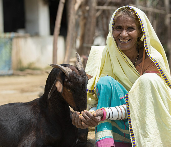 Mahila Kisan Sashaktikaran Pariyojana in collaboration with the Centre for microFinance, an associate organisation of Tata Trusts, implements the  pashu sakhi programme across seven districts in 306 villages in Rajasthan.