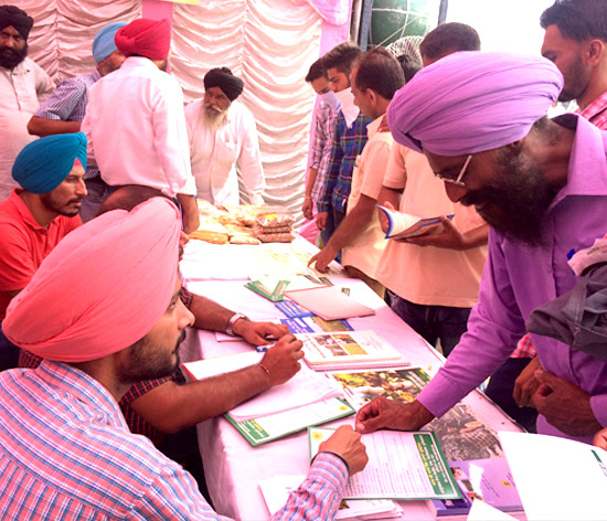 In the Basmati-Based Cropping System project under the Reviving the Green Revolution (RGR) initiative of the Trusts, the farmers requested guidance on growing berseem seeds of improved varieties with higher yields In the Basmati-Based Cropping System project under the Reviving the Green Revolution (RGR) initiative of the Trusts, the farmers requested guidance on growing berseem seeds of improved varieties with higher yields
