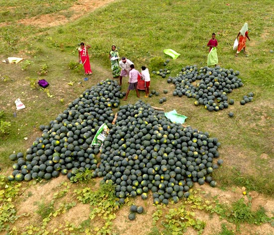 Collectives for Integrated Livelihood Initiatives (CInI), is a nodal agency of the Tata Trusts Collectives for Integrated Livelihood Initiatives (CInI), is a nodal agency of the Tata Trusts