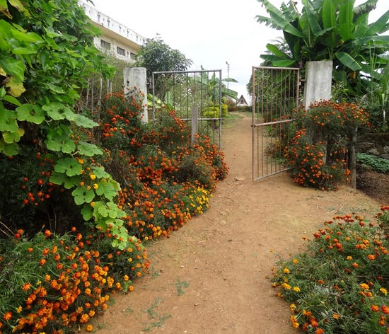 Maintained flower beds along the village lanes